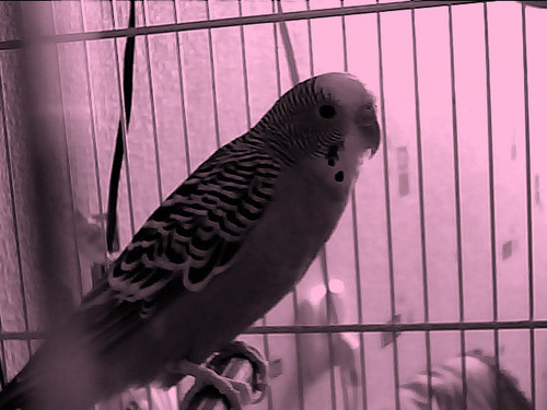 Papuka Polly