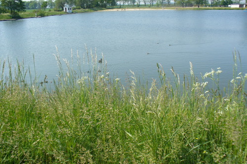 Jawornik