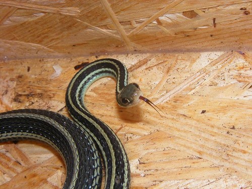 Western Ribbon Snake