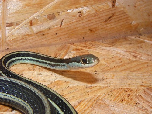 Western Ribbon Snake