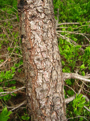 Modrzew
