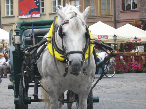 Rynek Wawa!