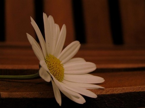 daisy