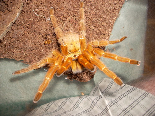 P. murinus