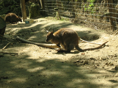 Kangury
