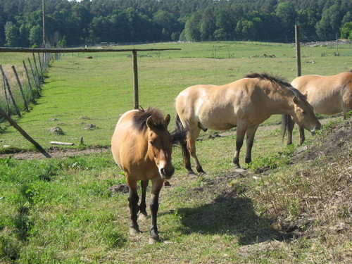 kadzidowo