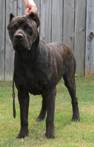 Cane Corso Italiano