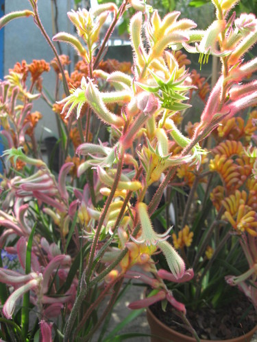 Anigozanthos