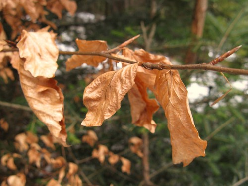 Zesche licie buka