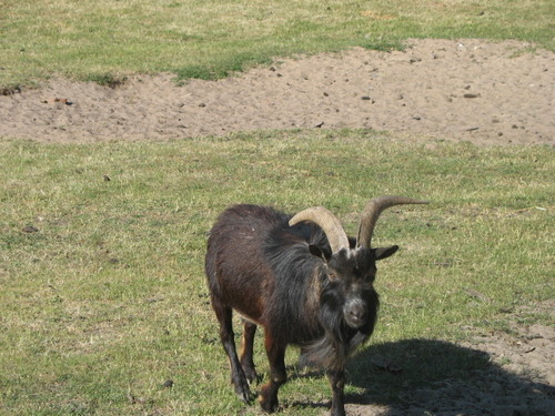 kozoio