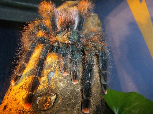 A. metallica