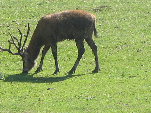 zwierzak