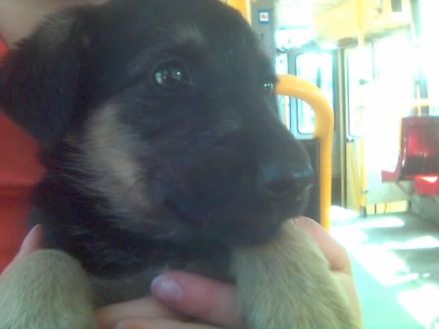 'Mini' Barsa...