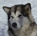 Alaskan Malamute