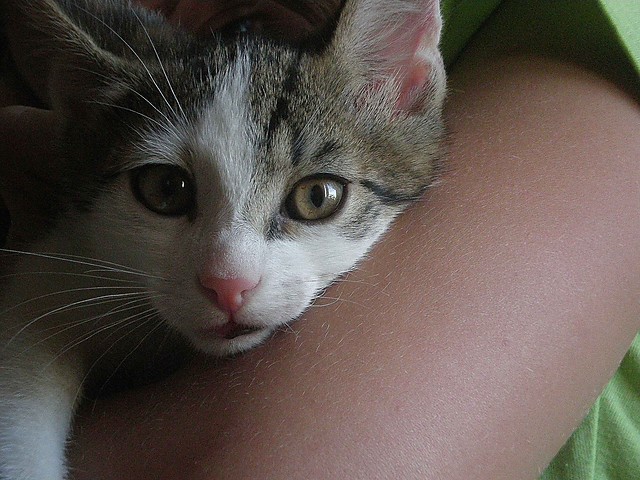 Chester
