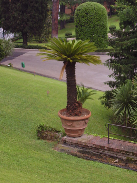 Palma :PP