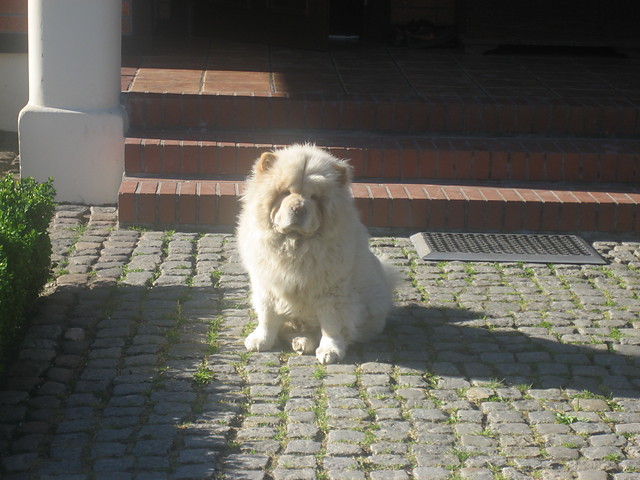 Chow - chow