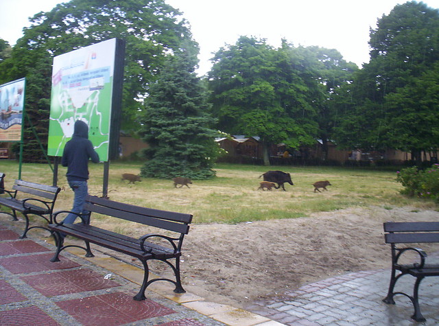 Dziki