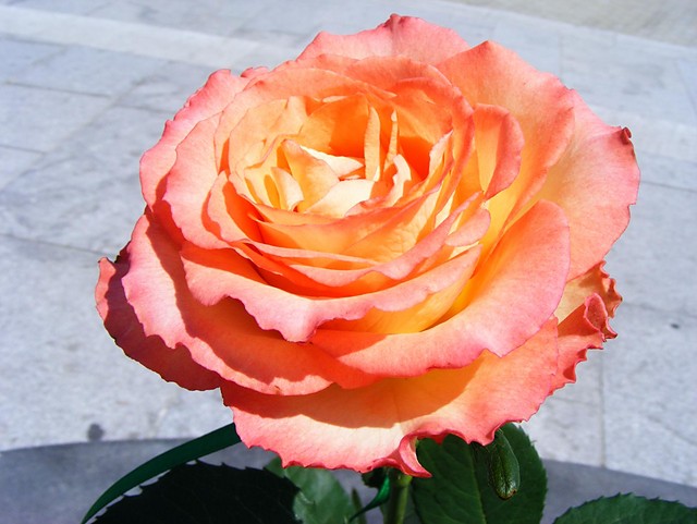 .rose.