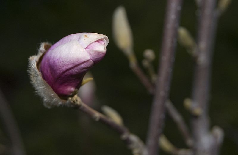 Magnolia