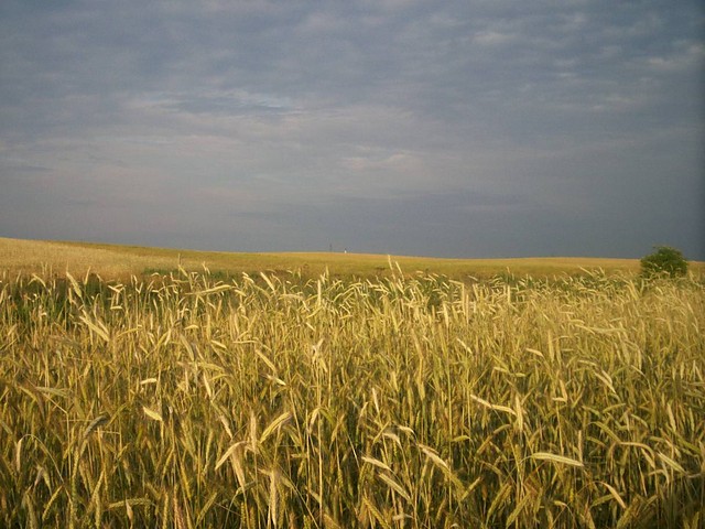 Widok z za okna