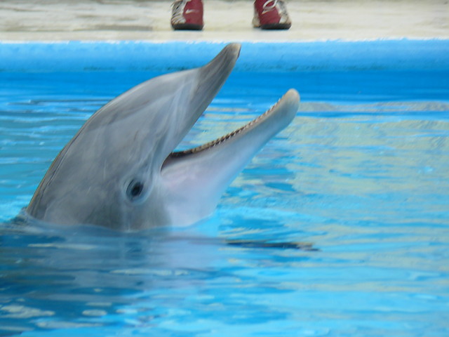 Delphin