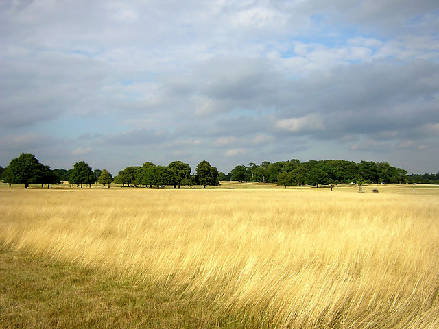 Fields of Gold.