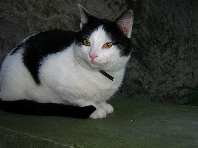 Franu :)