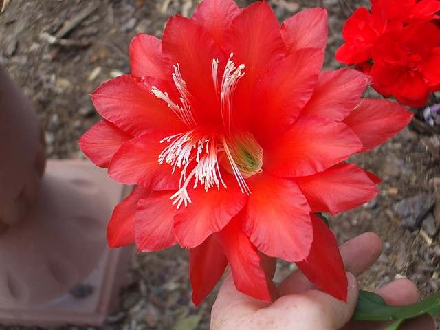 cactus flower