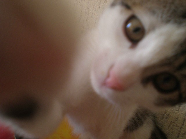sweet