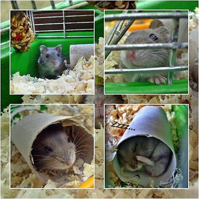Chomcio ;]