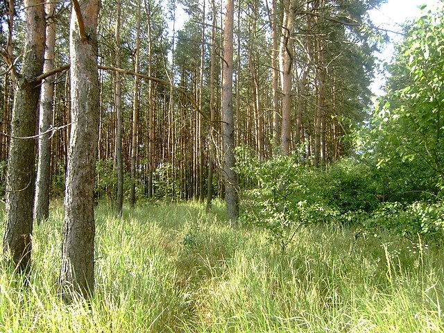 ponownie bydzia