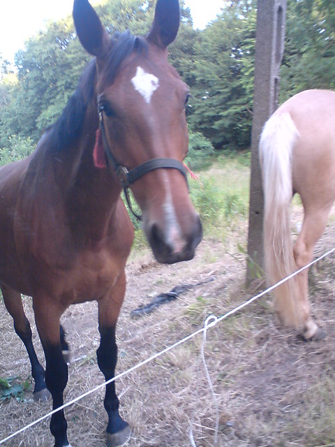 Luna&Tajga