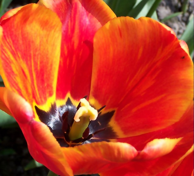 tulipanek