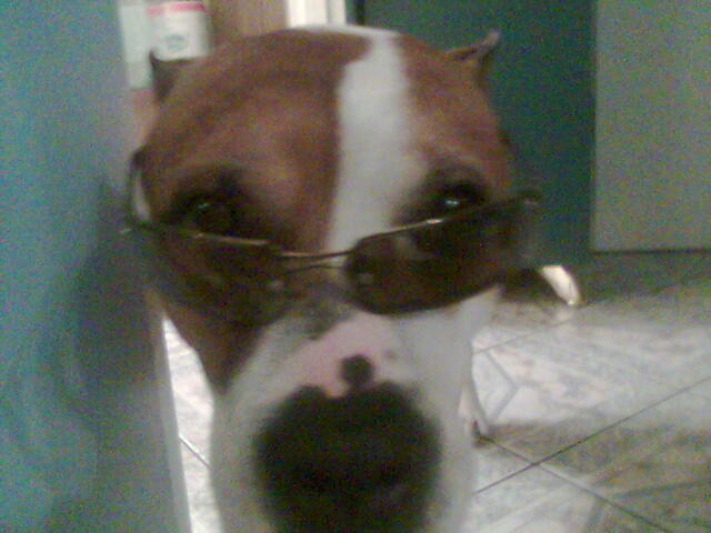 My Dog..