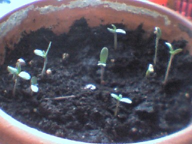 Moje planty