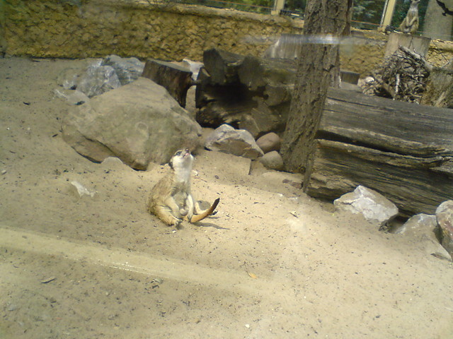 surikatka