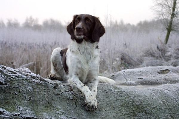 Pointer