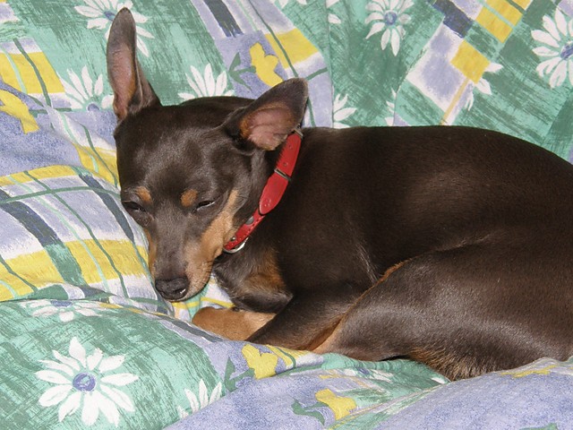 piesiu