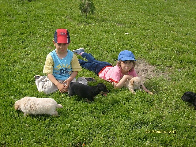 Moje rodzestwo i mae pieski