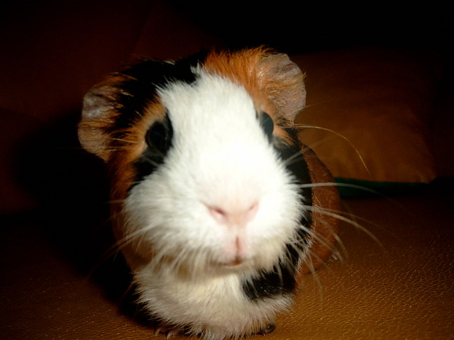 A kuku