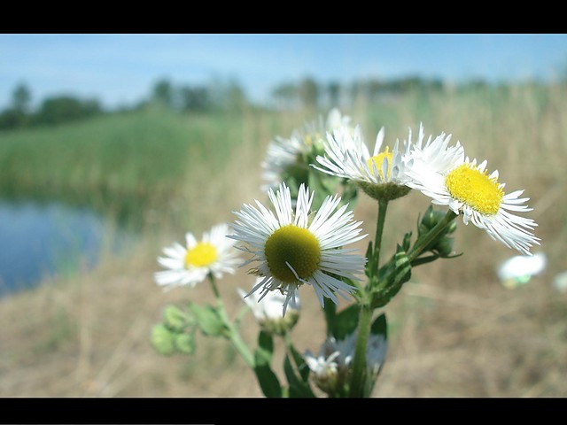 Malina again.
