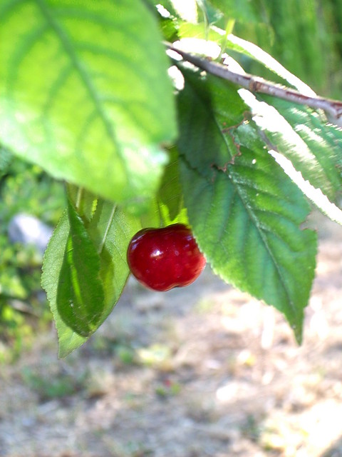 Cherrie