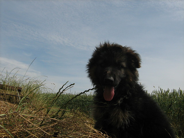 Misiu:]