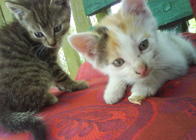 #95 (lovecats)