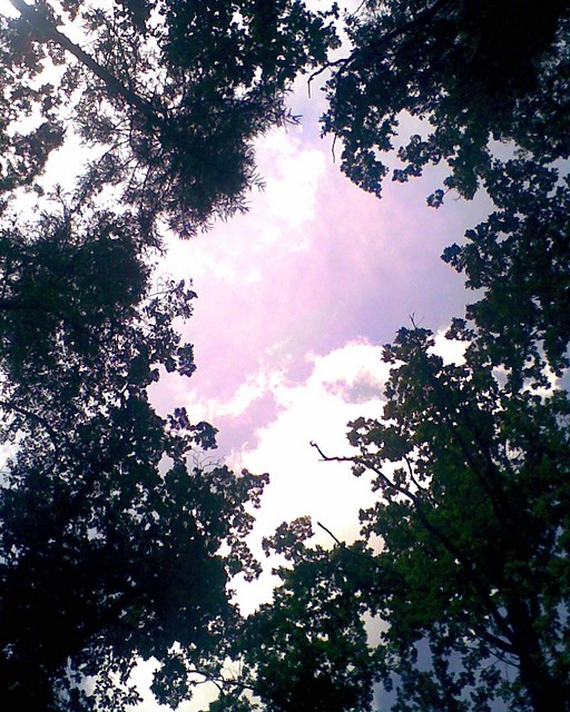 Tree xP