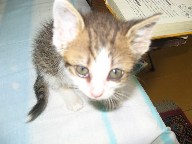 Edward 