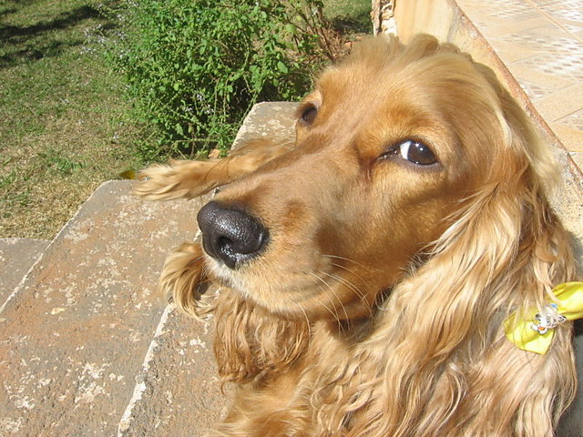 Cocker Spaniel Angielski