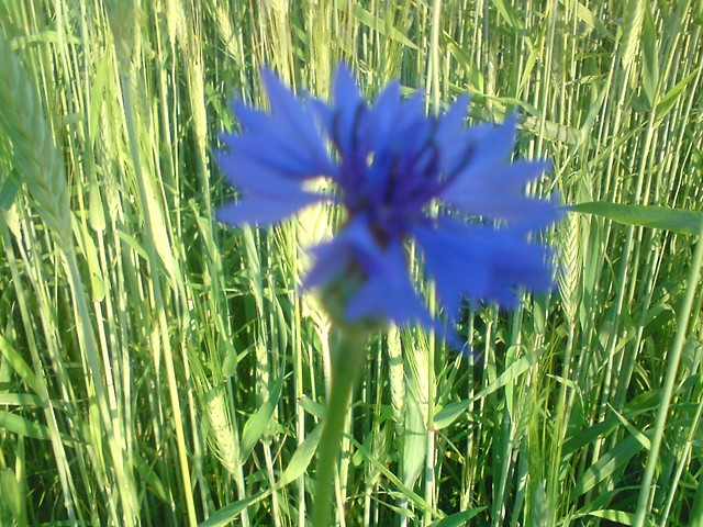 Kwiatek, a w tle zborza... :p
