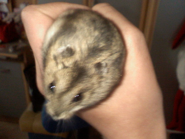 to moj chomiczek